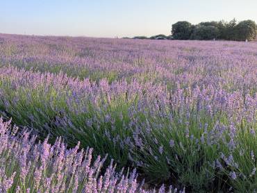 lavanda brihuega 2020 mar