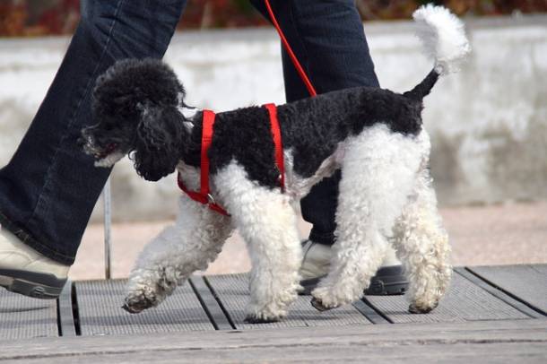 dog-gd255ee8ea 640