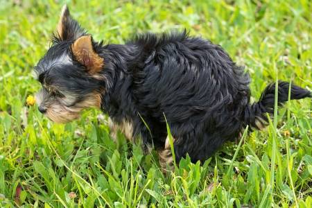 perro caca