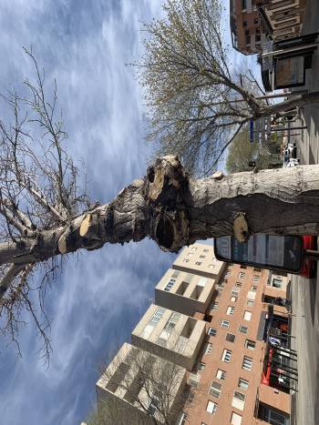 poda arbol
