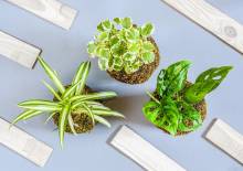 kokedama plantas