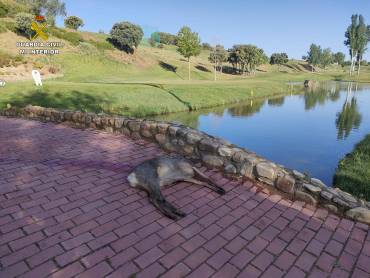 corzo muerto campo golf cabanillas