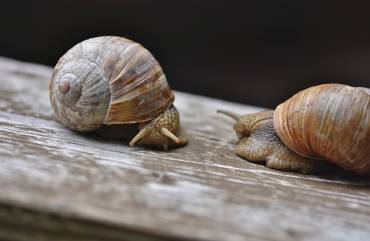 caracoles