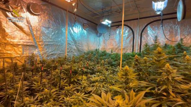 Marihuana Sigüenza Guardia Civil 2