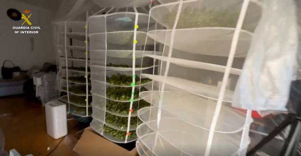 Marihuana Sigüenza Guardia Civil 3
