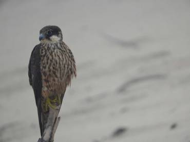 Aves Rapaces Alcotán