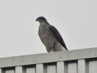 Aves Rapaces Azor