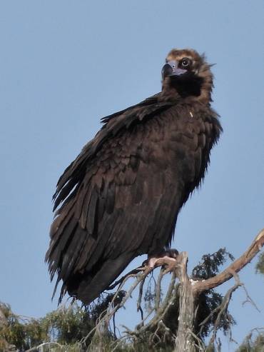 Aves Rapaces Buitre negro 2