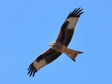 Aves Rapaces Milano real