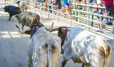 Toros de culo