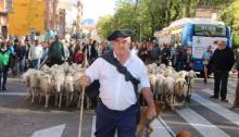 Ovejas Transhumancia