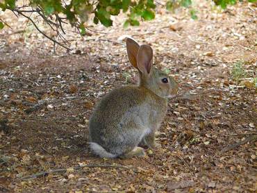 Conejo caza