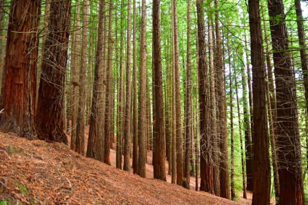 Foto 1. Bosque de sequoyas Cabezón de la Sal 16