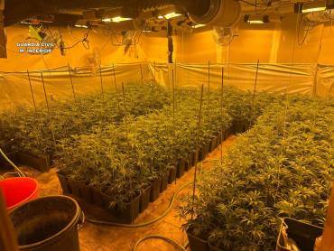 plantación de marihuana