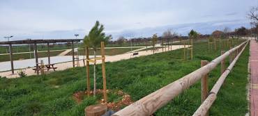 Foto pinos plantados frente al colegio de Horche