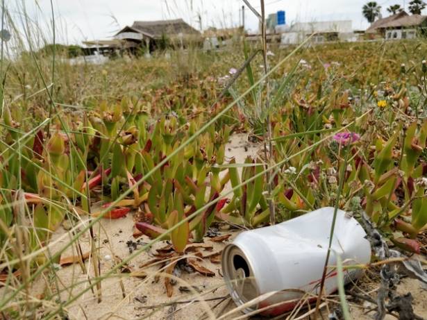 Hierba basura Foto UAH 1
