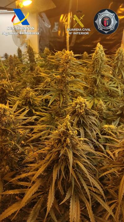marihuana torrejon del rey 1