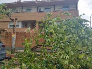 Guadalajara Tormenta árbol maría Micaela 1