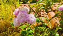 Flor rosa planta botánico