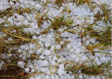 Granizo - Pedrisco - cultivo Agroseguro