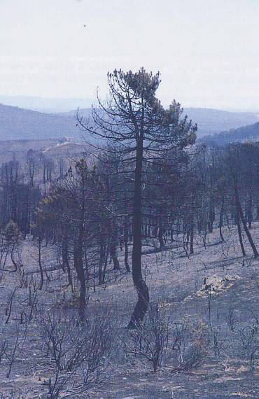 Incendio Riba 16-Jul-2025 El Decano pinar 7