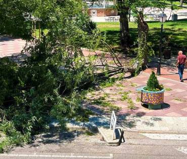 Rama árbol La Concordia redes sociales Participante Anónimo