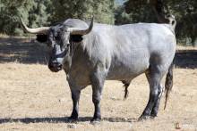 toro jose escolar fontanar