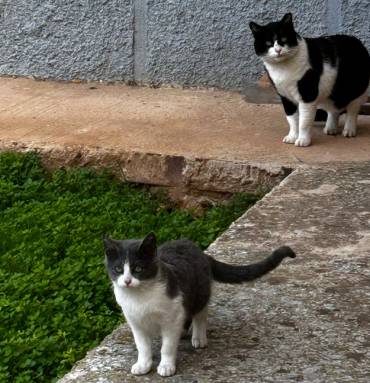 Gatos 2
