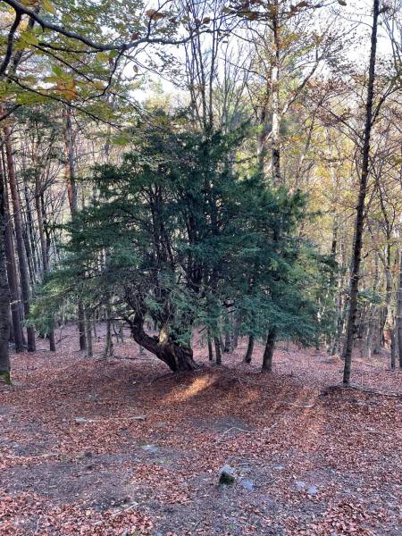 El tejo, uno de los árboles mitológicos de la cultura celta. En el perímetro de Tejera Negra hay un castro bien conservado, pero de muy difícl acceso. Tejo