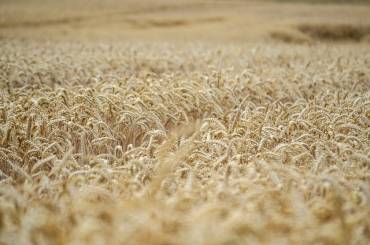 El cultivo de trigo ya no es rentable en Guadalajara cereal trigo