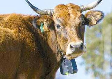 Los collares conectados de 'vallado virtual' permiten un control de la posición del ejemplar. Foto: APAG Vaca ganado pastor vallado virtual Foto APAG