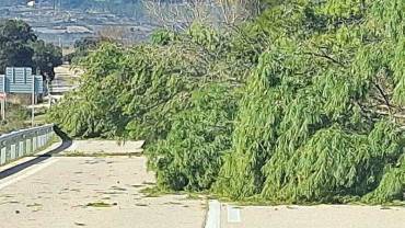 Las copas de los pinos han ocupado los dos sentidos de la N-320 Alcocer N-320 árboles caídos 1