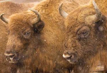 Bisonte Foto Rewilding Spain Rubén Domingo