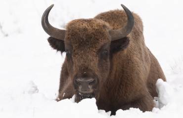 Bisonte Foto Rewilding Spain Rubén Domingo 2