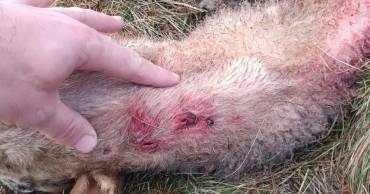 APAG Lobo Atienza ganadero Samuel Cristóbal