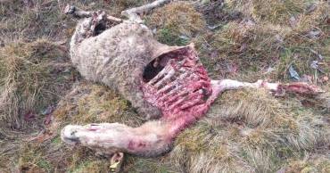 APAG Lobo Atienza ganadero Samuel Cristóbal 2