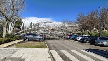 Caida arboles calle La Tajera