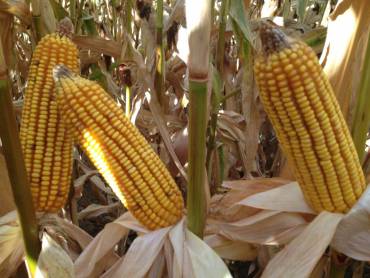 Maíz Foto APAG