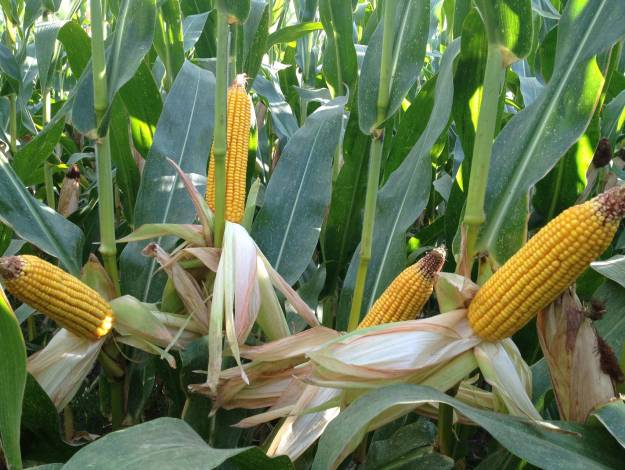 Maíz Foto APAG 2