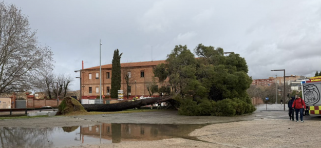 caida pino plaza espana 1