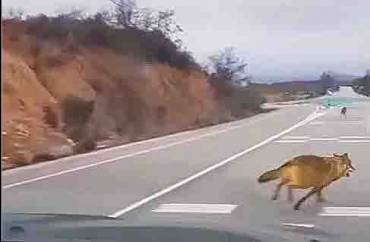 Lobos Puebla de Beleña Foto Fcbk grupo Tamajón Guadalajara