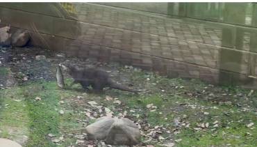 nueva nutria zoo guadalajara