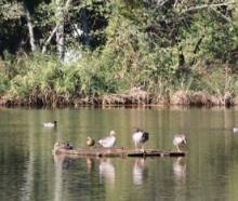 Reserva ornitológica Azuqueca patios Foto Ecologistas en Acción 1