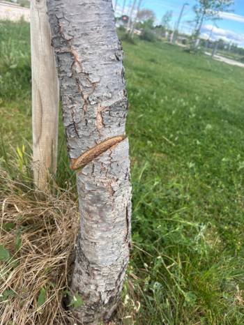 Azuqueca tala de pinos 1