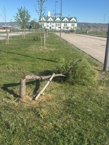 Azuqueca tala de pinos 3