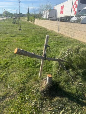 Azuqueca tala de pinos 4