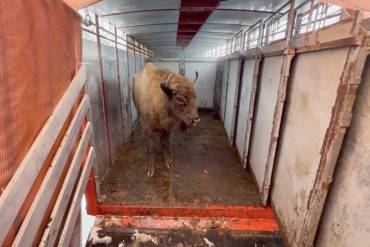Bisonte Foto Rewilding Spain Rubén Domingo 4