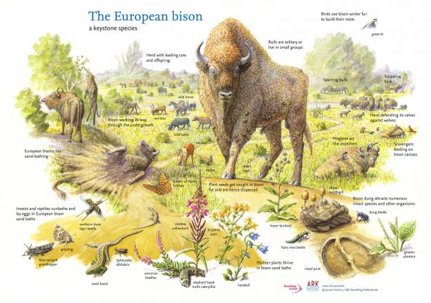 Bisonte Foto Rewilding Spain Rubén Domingo 5