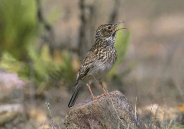 alondra ricoti seo birdlife