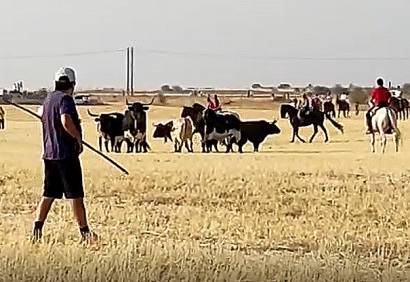 toros 1